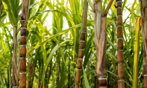 Farmers Block Highways, Demand Higher Sugar MSP, Cane Price And Ethanol Procurement